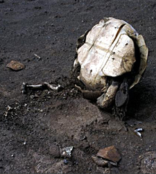 historiasdetartarugas