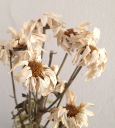 poeminha-da-duvida-existencial