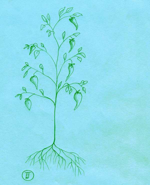 Histórias do Camphill_P2.jpg