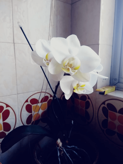 24 de Outubro - Lívia DallAgnol